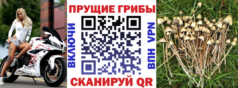 МЕГА как зайти  Нерюнгри  Псилоцибиновые грибы мицелий  купить наркотик 